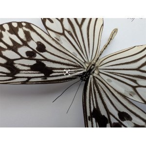Paper Kite Butterfly